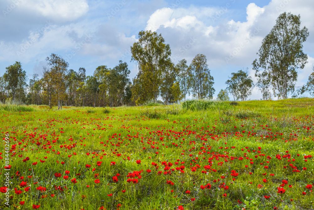 Flowering anemones in the Negev desert in the forest of Shocked in February, Israel Flowering anemones in the Negev desert in the forest of Shocked in February, Israel