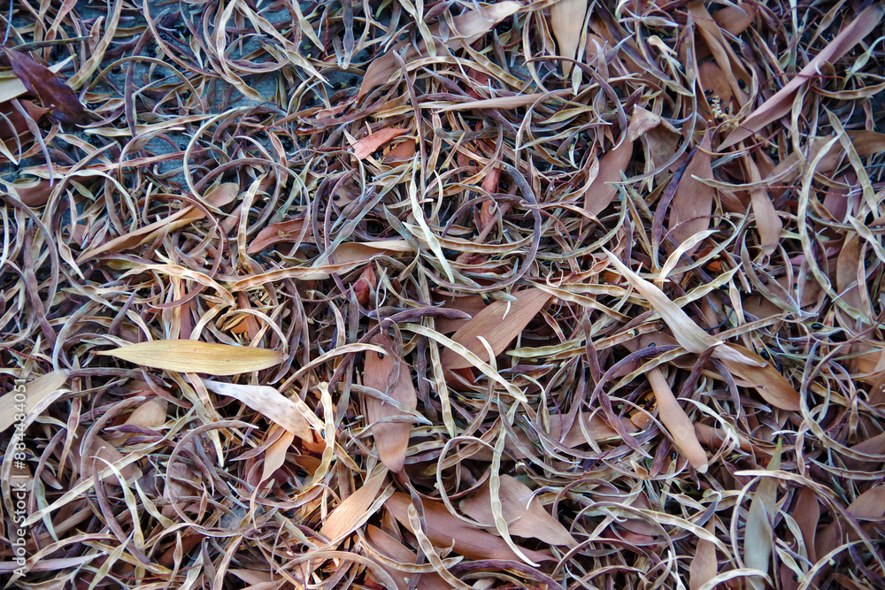 Dry eucalyptus leaves on the ground Dry eucalyptus leaves on the ground