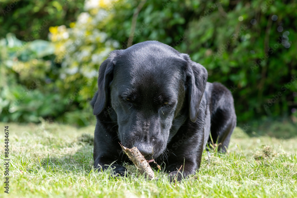 Portrait of a black Labrador chewing a stick Portrait of a black Labrador chewing a stick