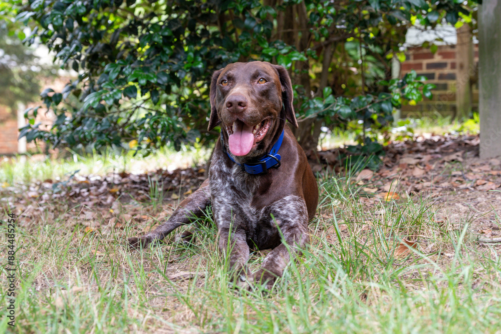 German Short Haired Pointer relaxing in the backyard German Short Haired Pointer relaxing in the backyard