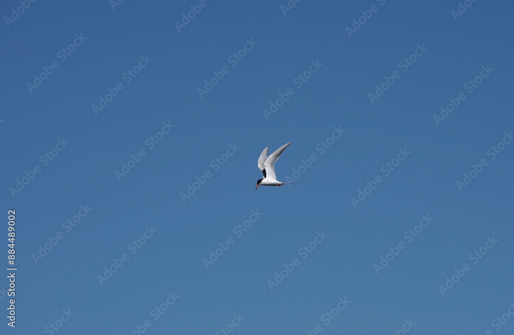Fototapeta premium Common Tern Sea Swallow flying high in blue sky