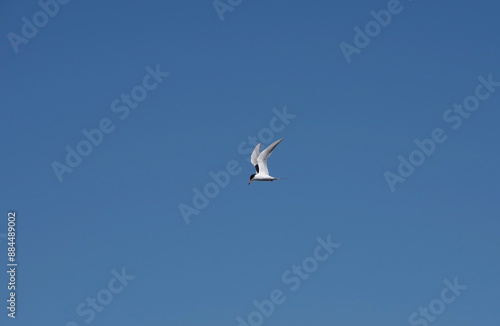 Common Tern Sea Swallow flying high in blue sky