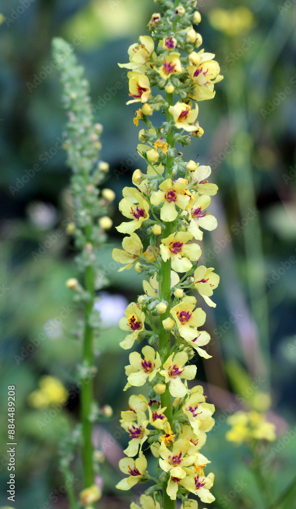 Black mullein (Verbascum nigrum) blooms in nature Black mullein (Verbascum nigrum) blooms in nature