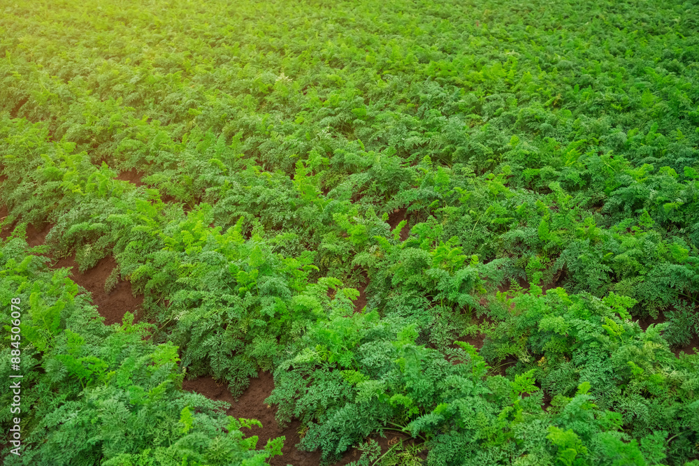 Carrots grow in the field Carrots grow in the field