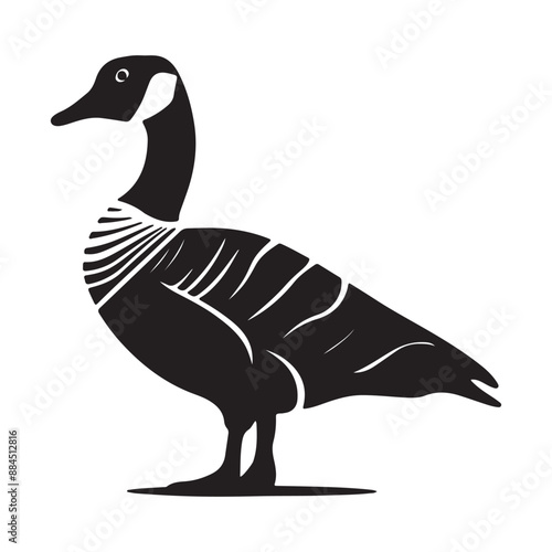 A white duck, a waterfowl bird with a beak and feathers, is isolated on a white background