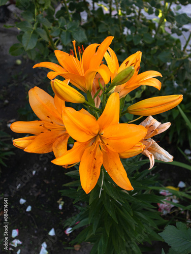 Orange lilies