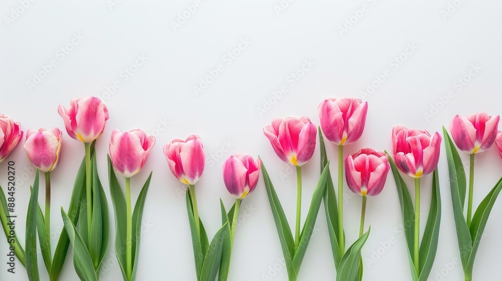 Pink tulips on white background with text space Pink tulips on white background with text space