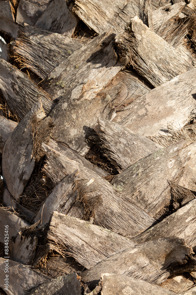 Detail of a palm tree trunk, Lanzarote, Spain Detail of a palm tree trunk, Lanzarote, Spain