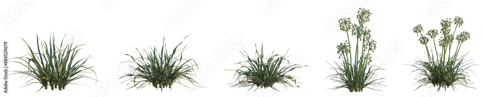 Set of Allium siculum (known as honey garlic, Sicilian honey lily, Sicilian honey garlic, or Mediterranea) frontal isolated png on a transparent background perfectly cutout high resolution Set of Allium siculum (known as honey garlic, Sicilian honey lily, Sicilian honey garlic, or Mediterranea) frontal isolated png on a transparent background perfectly cutout high resolution