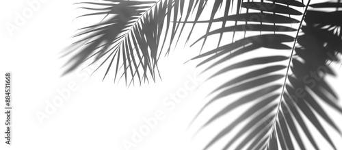 Fototapeta Naklejka Na Ścianę i Meble -  Shadow of palm leaves, cut out