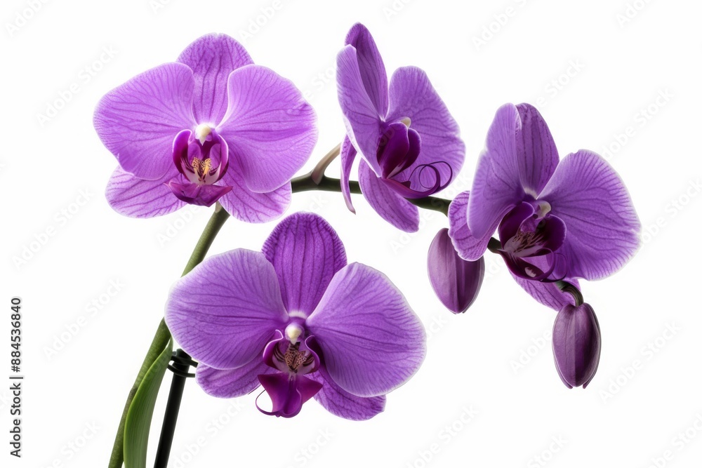 A beautiful purple orchid sits alone on a white surface, set against a clean white background. The delicate petals and stem of the orchid are illustrated in intricate detail. A beautiful purple orchid sits alone on a white surface, set against a clean white background. The delicate petals and stem of the orchid are illustrated in intricate detail.