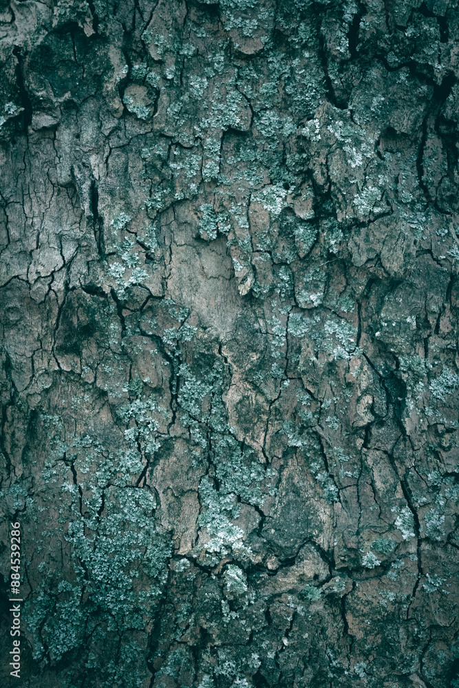 A close up of a London planetree tree bark pattern texture with lichen A close up of a London planetree tree bark pattern texture with lichen