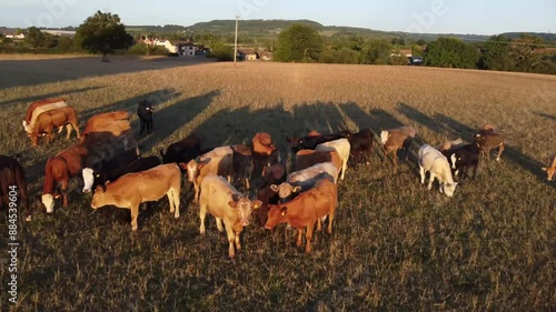 Wallpaper Mural Aerial video over free range cows in Newport United Kingdom Torontodigital.ca