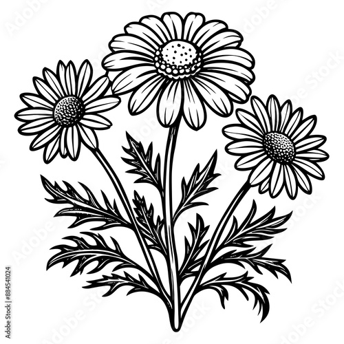 botanical image of a Matricaria chamomilla, black and white flowers, flower, vector, floral, nature, pattern, illustration