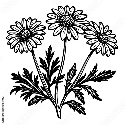 botanical image of a Matricaria chamomilla, black and white flowers, flower, vector, floral, nature, pattern, illustration