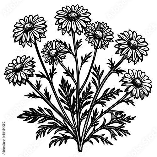 botanical image of a Matricaria chamomilla, black and white flowers, flower, vector, floral, nature, pattern, illustration