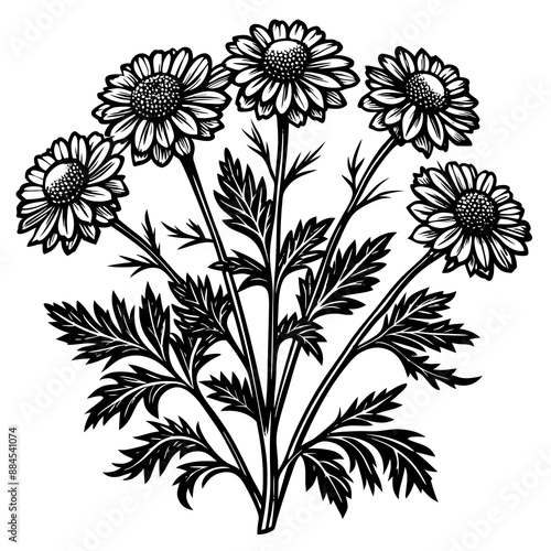 botanical image of a Matricaria chamomilla, black and white flowers, flower, vector, floral, nature, pattern, illustration