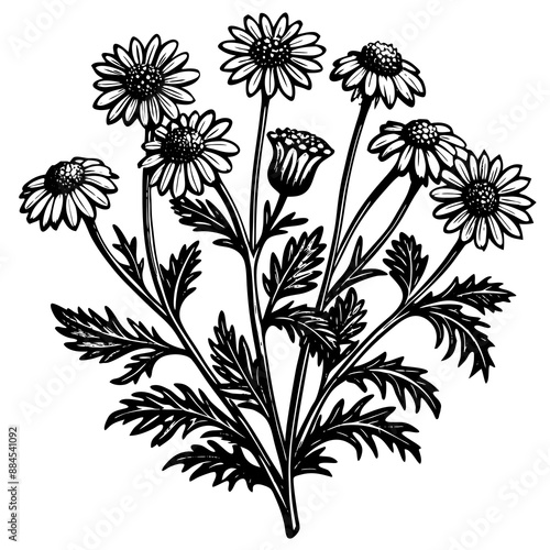 botanical image of a Matricaria chamomilla, black and white flowers, flower, vector, floral, nature, pattern, illustration