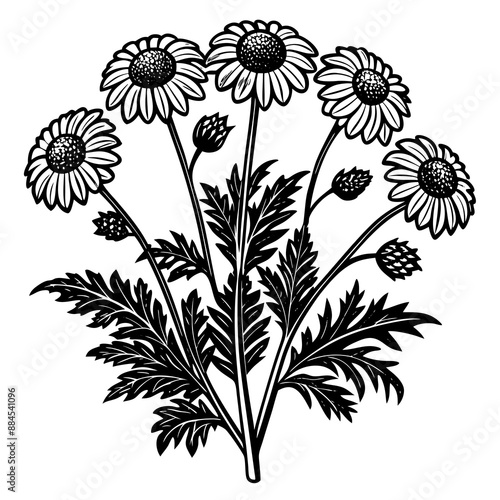 botanical image of a Matricaria chamomilla, black and white flowers, flower, vector, floral, nature, pattern, illustration