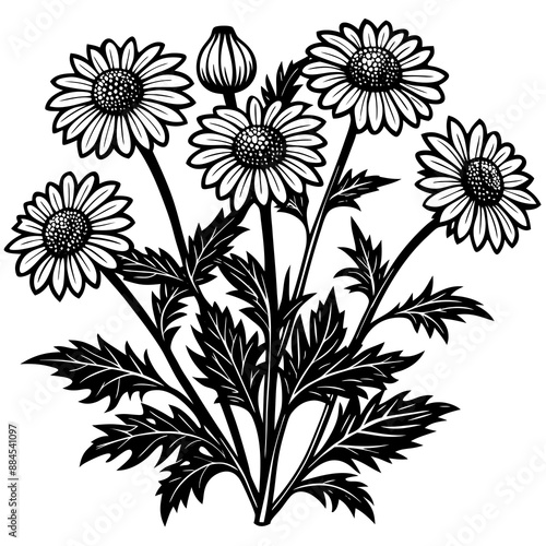 botanical image of a Matricaria chamomilla, black and white flowers, flower, vector, floral, nature, pattern, illustration