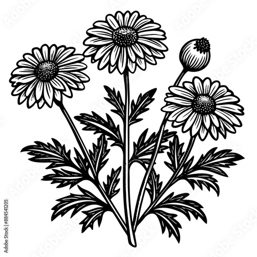 botanical image of a Matricaria chamomilla, black and white flowers, flower, vector, floral, nature, pattern, illustration