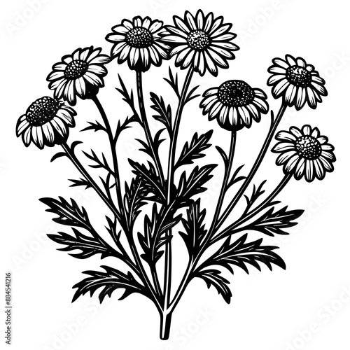 botanical image of a Matricaria chamomilla, black and white flowers, flower, vector, floral, nature, pattern, illustration