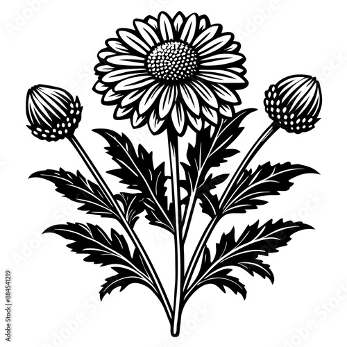 botanical image of a Matricaria chamomilla, black and white flowers, flower, vector, floral, nature, pattern, illustration