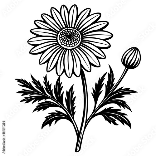 botanical image of a Matricaria chamomilla, black and white flowers, flower, vector, floral, nature, pattern, illustration