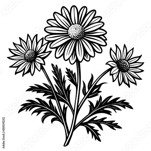 botanical image of a Matricaria chamomilla, black and white flowers, flower, vector, floral, nature, pattern, illustration