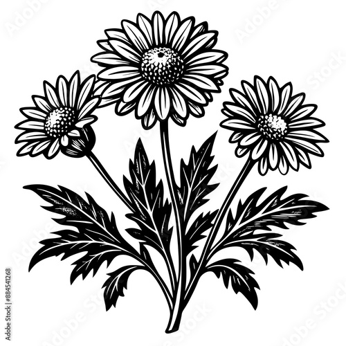 botanical image of a Matricaria chamomilla, black and white flowers, flower, vector, floral, nature, pattern, illustration
