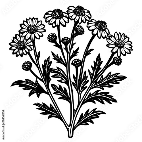 botanical image of a Matricaria chamomilla, black and white flowers, flower, vector, floral, nature, pattern, illustration