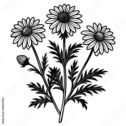 botanical image of a Matricaria chamomilla, black and white flowers, flower, vector, floral, nature, pattern, illustration