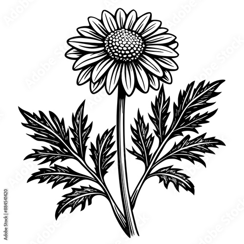 botanical image of a Matricaria chamomilla, black and white flowers, flower, vector, floral, nature, pattern, illustration