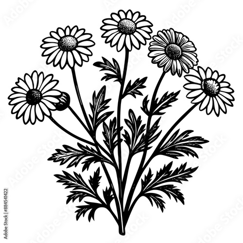botanical image of a Matricaria chamomilla, black and white flowers, flower, vector, floral, nature, pattern, illustration