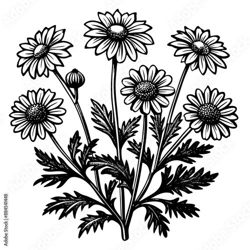 botanical image of a Matricaria chamomilla, black and white flowers, flower, vector, floral, nature, pattern, illustration