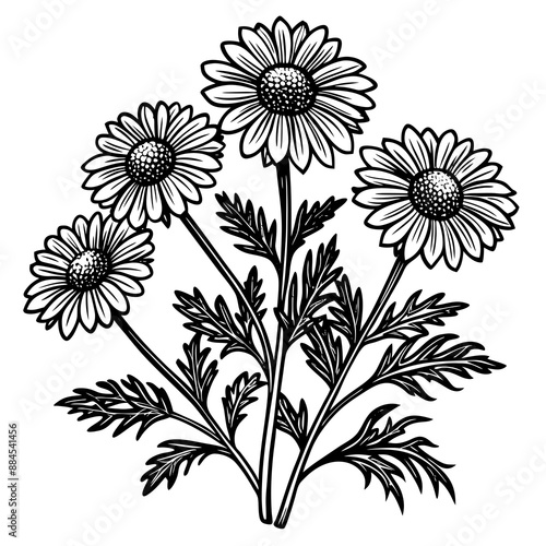 botanical image of a Matricaria chamomilla, black and white flowers, flower, vector, floral, nature, pattern, illustration