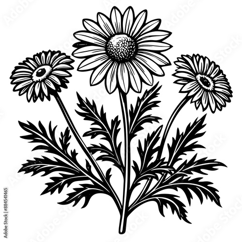 botanical image of a Matricaria chamomilla, black and white flowers, flower, vector, floral, nature, pattern, illustration