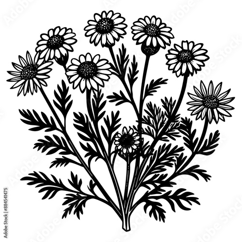 botanical image of a Matricaria chamomilla, black and white flowers, flower, vector, floral, nature, pattern, illustration