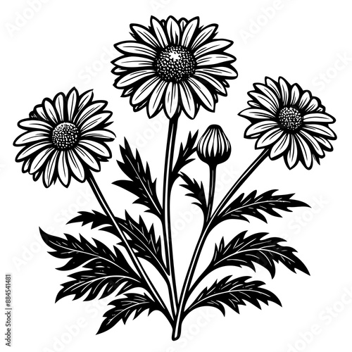 botanical image of a Matricaria chamomilla, black and white flowers, flower, vector, floral, nature, pattern, illustration