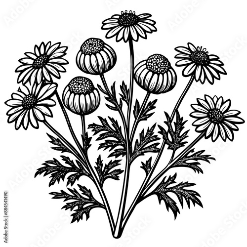 botanical image of a Matricaria chamomilla, black and white flowers, flower, vector, floral, nature, pattern, illustration