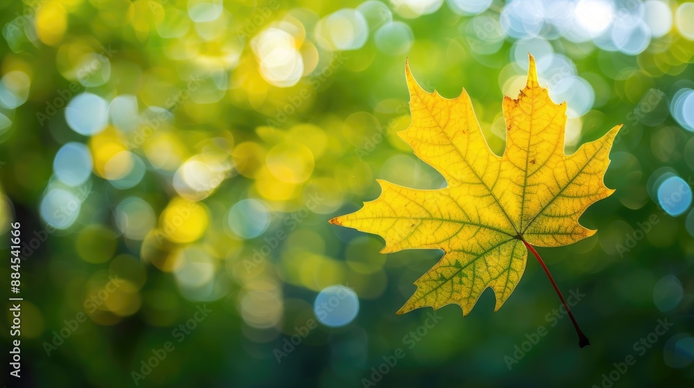 A yellow leaf glows in light against a blurred green background on an early autumn day