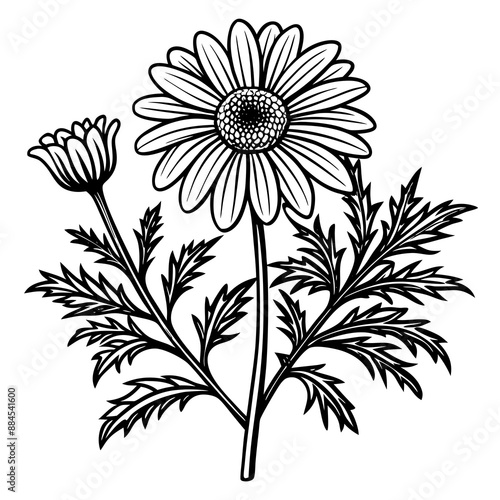 botanical image of a Matricaria chamomilla, black and white flowers, flower, vector, floral, nature, pattern, illustration