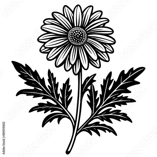 botanical image of a Matricaria chamomilla, black and white flowers, flower, vector, floral, nature, pattern, illustration