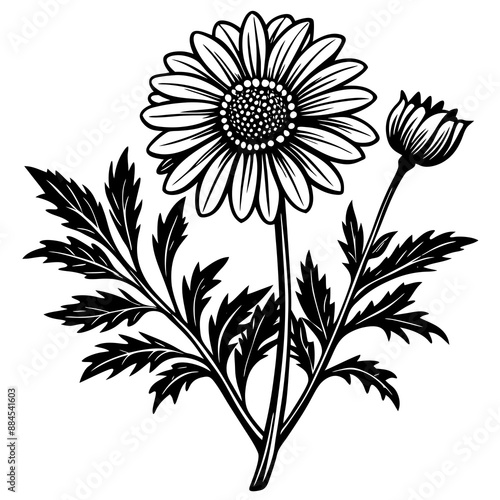 botanical image of a Matricaria chamomilla, black and white flowers, flower, vector, floral, nature, pattern, illustration
