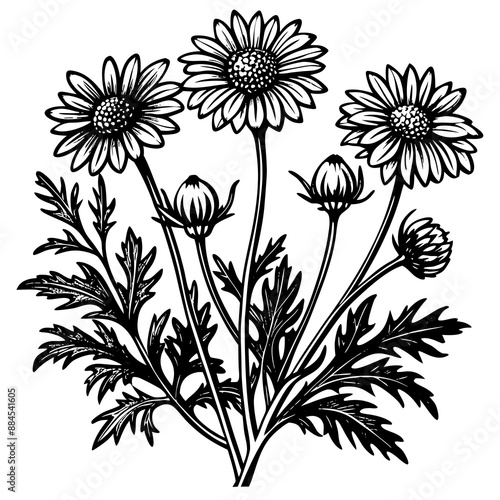 botanical image of a Matricaria chamomilla, black and white flowers, flower, vector, floral, nature, pattern, illustration