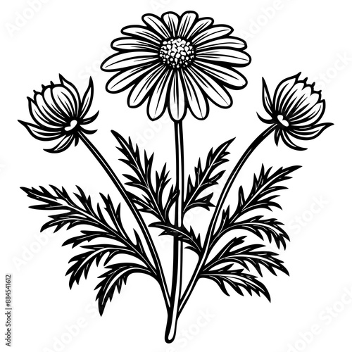 botanical image of a Matricaria chamomilla, black and white flowers, flower, vector, floral, nature, pattern, illustration