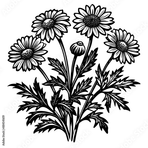 botanical image of a Matricaria chamomilla, black and white flowers, flower, vector, floral, nature, pattern, illustration