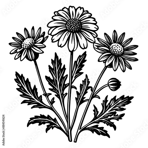 botanical image of a Matricaria chamomilla, black and white flowers, flower, vector, floral, nature, pattern, illustration