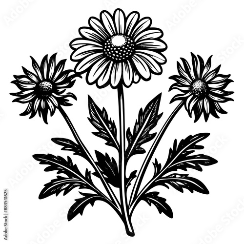 botanical image of a Matricaria chamomilla, black and white flowers, flower, vector, floral, nature, pattern, illustration