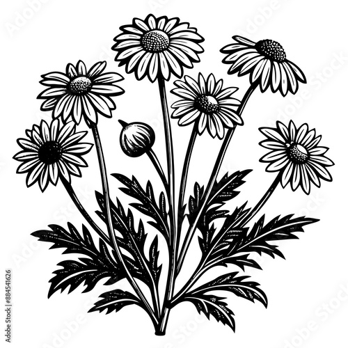 botanical image of a Matricaria chamomilla, black and white flowers, flower, vector, floral, nature, pattern, illustration